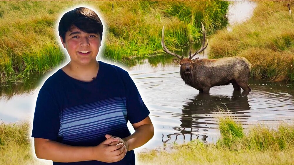 K5149 - Into Bringing Back Wisconsin's Elk