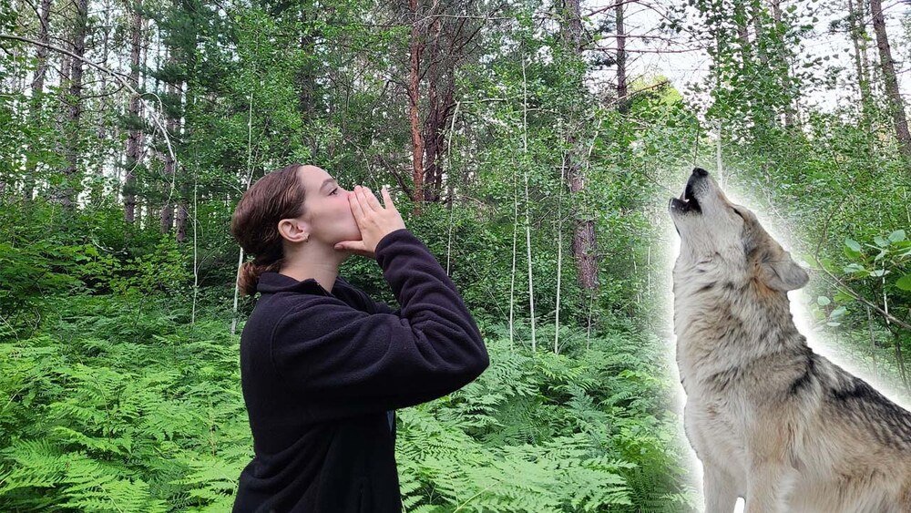 K5164 - Into The History of Wolves