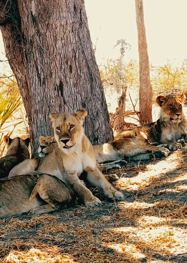 K5113 - On Safari with Nala - African Lion