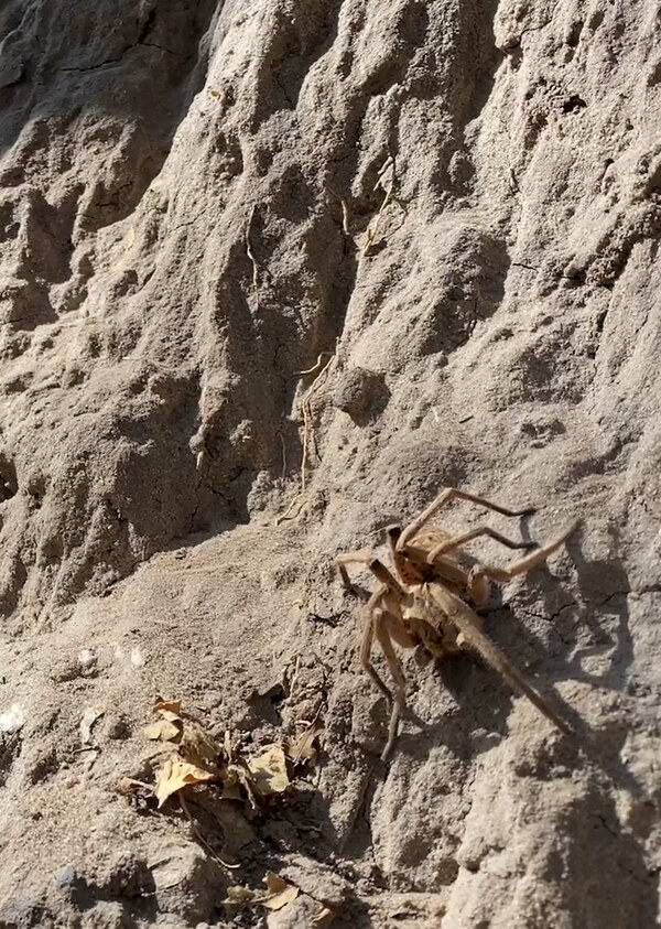 K5115 - On Safari With Nala - Baboon Spider