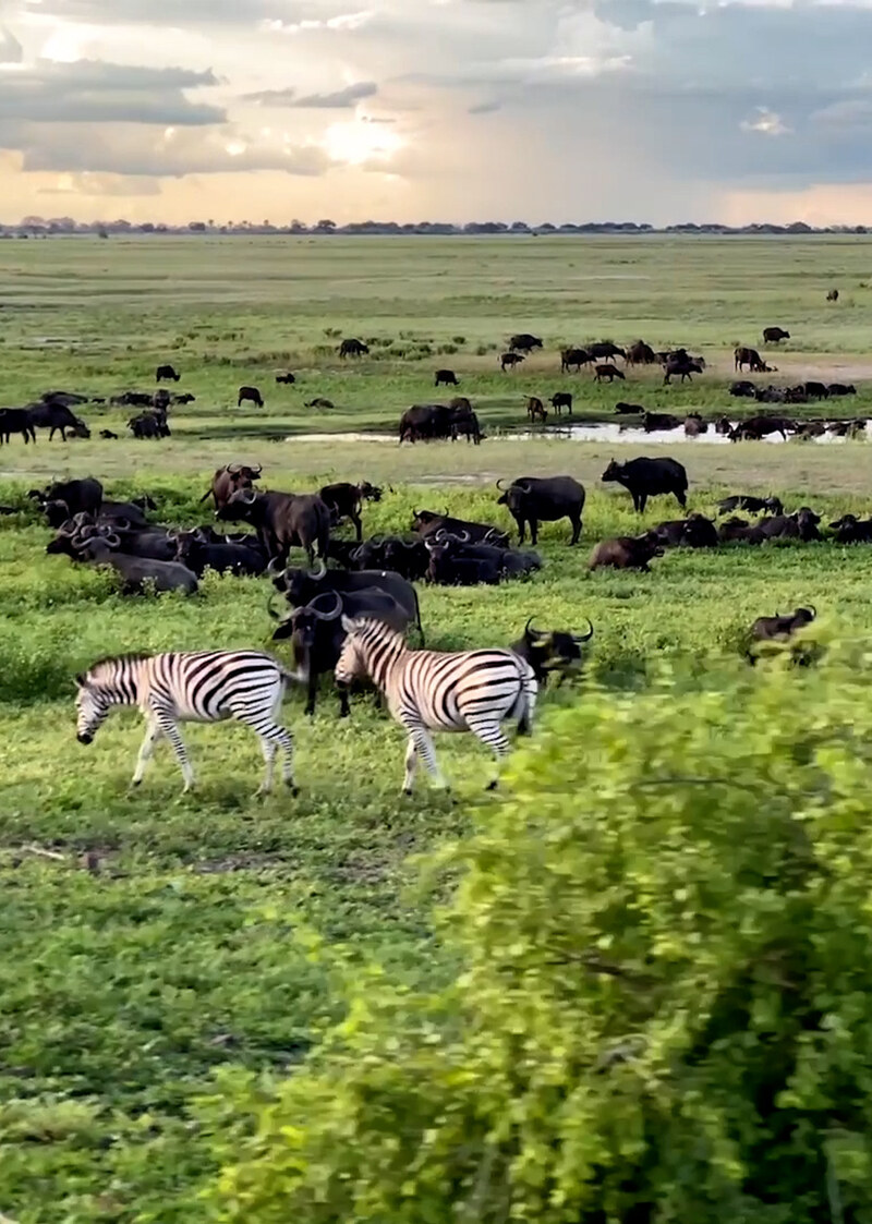 K5116 - On Safari With Nala - Visit to Safari Lodge