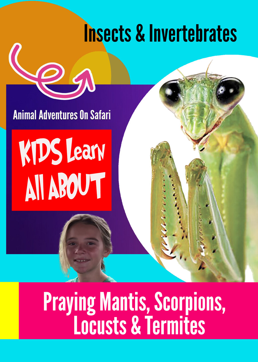 K9991 - Insects & Invertebrates - Praying Mantis, Scorpions, Locusts, Centipede & Termites