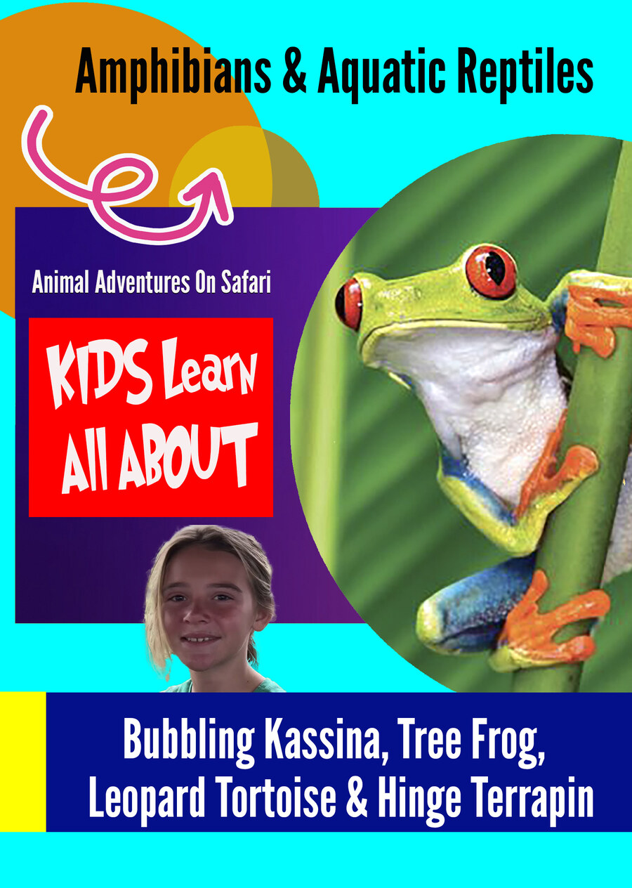 K9994 - Amphibians & Aquatic Reptiles - Bubbling Kassina, Tree Frog, Leopard Tortoise, African Bull Frog & Hinge Terrapin