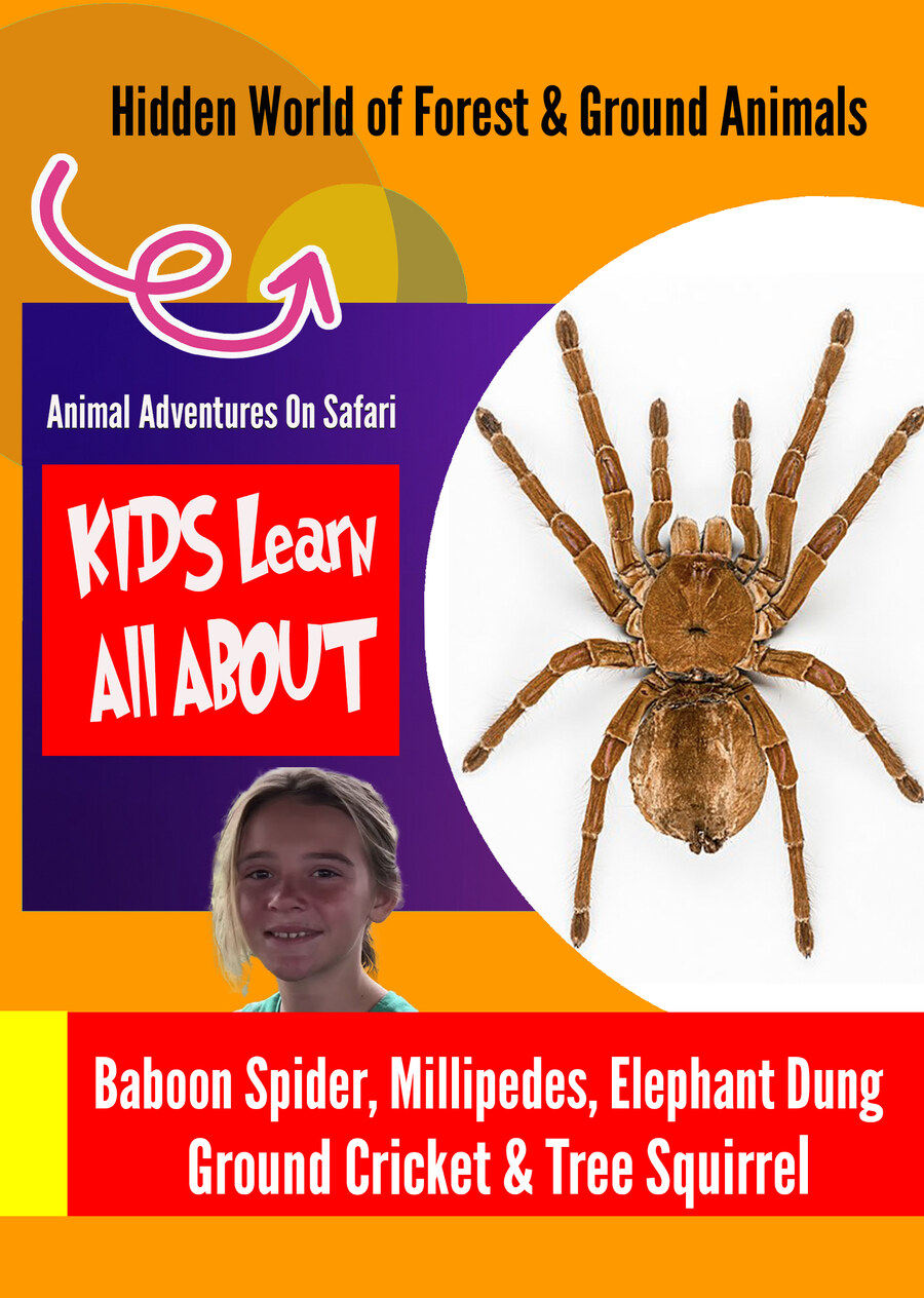 K9995 - Hidden World of Forest & Ground Animals - Baboon Spider, Millipedes, Elephant Dung, Ground Cricket & Tree Squirrel