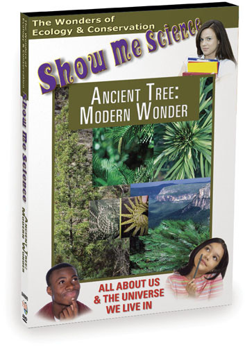 K4490 - Ecology Ancient Tree Modern Wonder