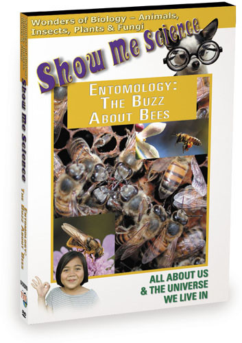 K4505 - Biology Entomology The Buzz About Bees