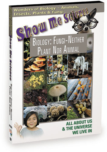 K4512 - Biology Fungi Neither Plant Nor Animal